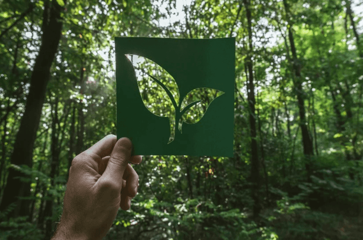 A lead design in front of the woods, symbolizing textile sustainability